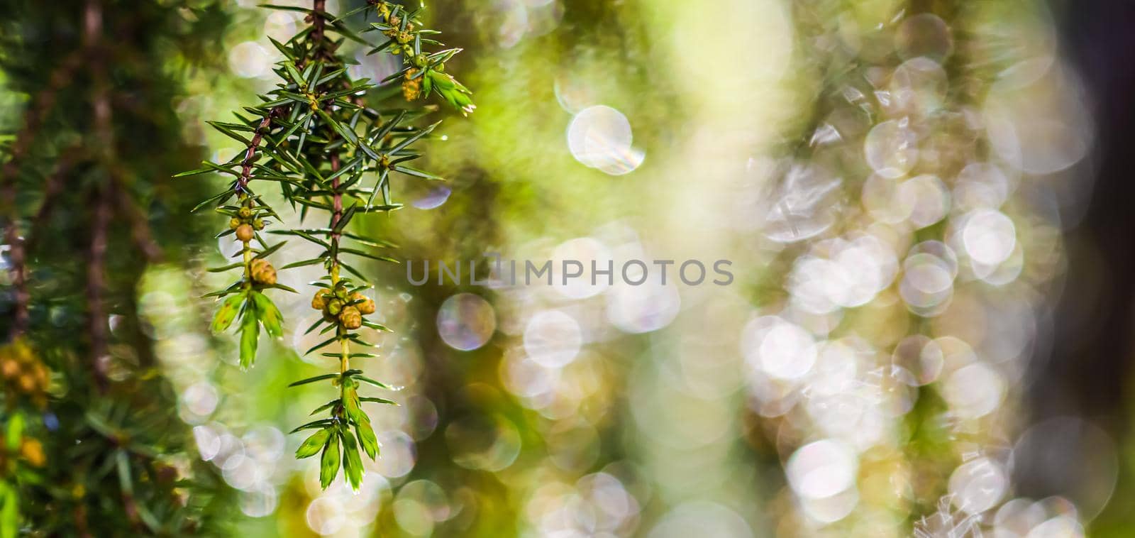 Closeup Blue leaves of evergreen coniferous tree Juniperus communis Horstmann after the rain. Extreme bokeh with light reflection. Macro photography, selective focus, blurred nature background
