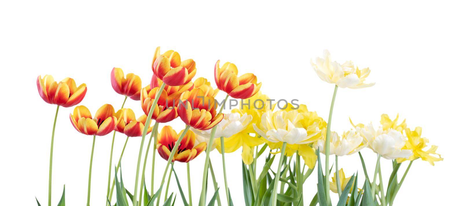 Fresh and beautiful Red and yellow tulips isolated on white background. by ROMIXIMAGE