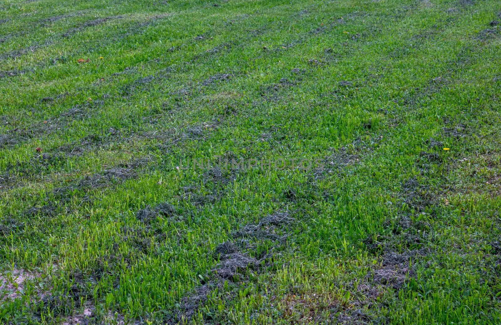 Perfectly striped freshly mowed garden lawn in summer by lapushka62