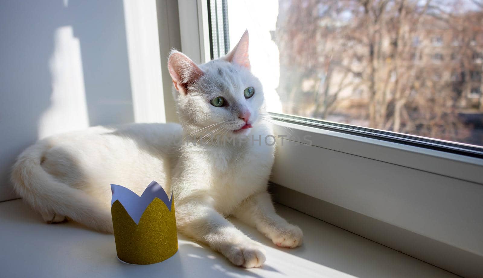 At the window lies a white cat next to a golden crown by lapushka62