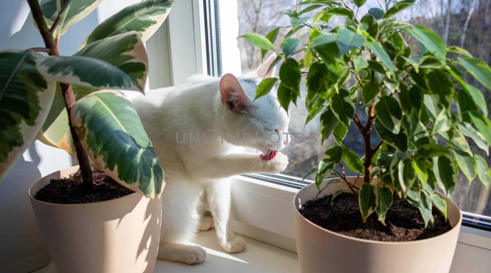A white adult cat licks its paws. Cat licks paw on window on sunny day.