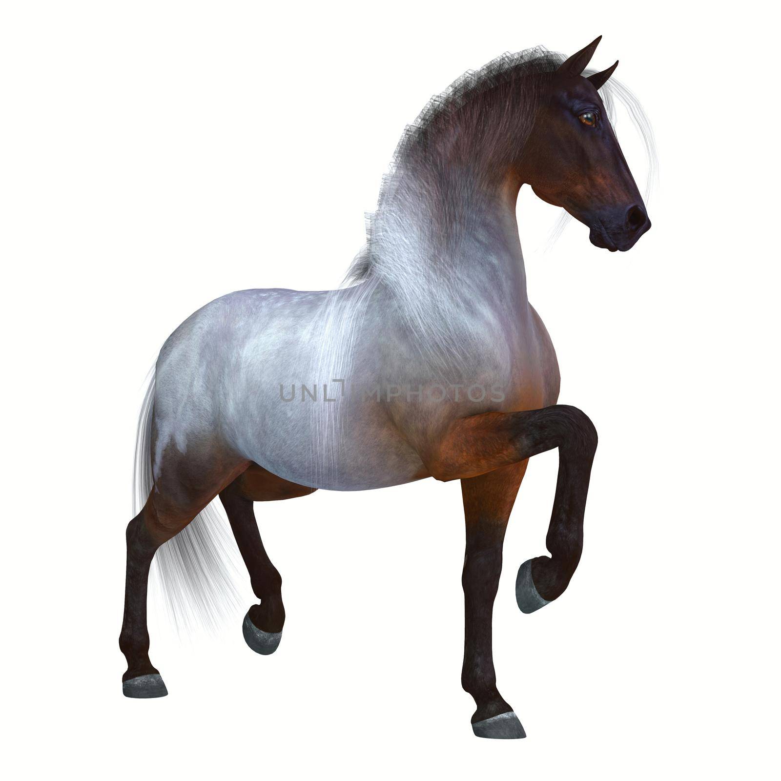 The Bay Roan is a coat color of many different breeds of horses and is distinguished by a base Bay color.