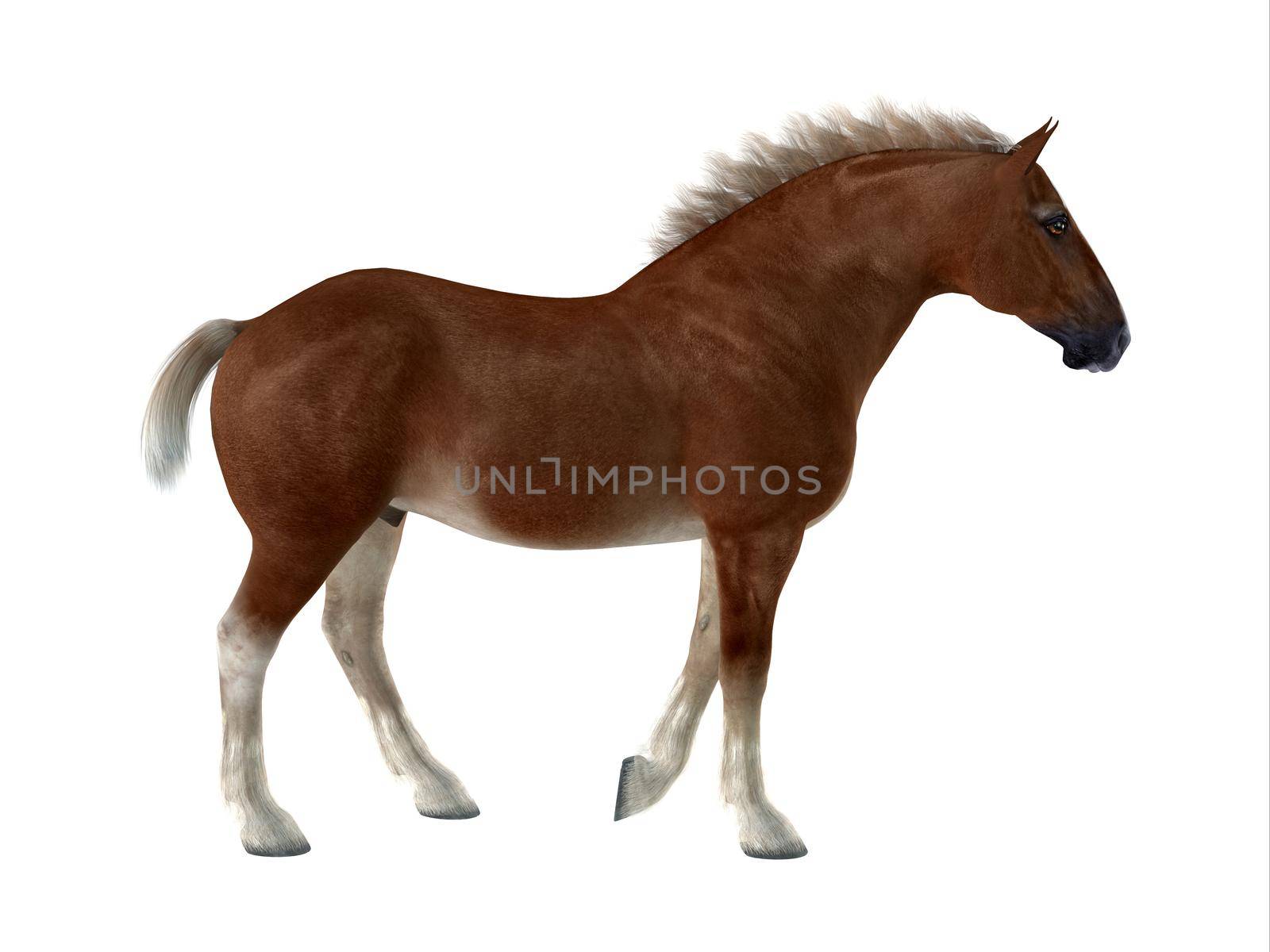 Belgian Horse by Catmando