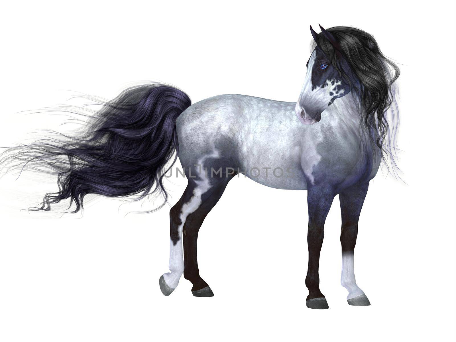 The Blue Roan is a coat color of many different breeds of horses and is distinguished by a base black color.