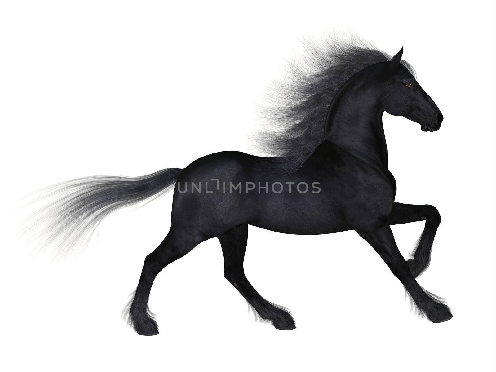 The Friesian is a distinctive breed of black horse developed in Netherlands as a light draft to do farm work.