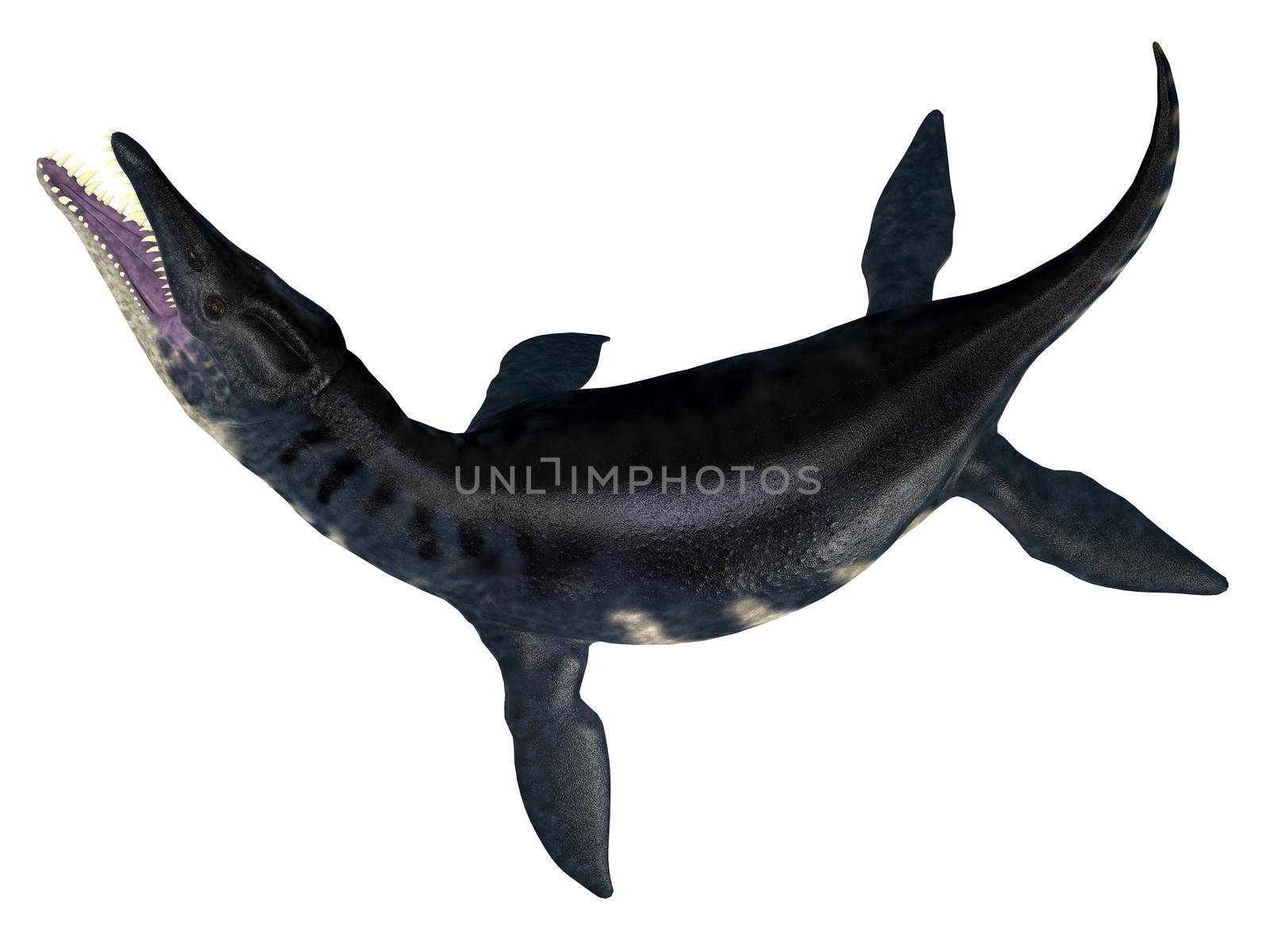 Liopleurodon was a carnivorous marine plesiosaur that lived in the Jurassic seas of Europe and Canada.