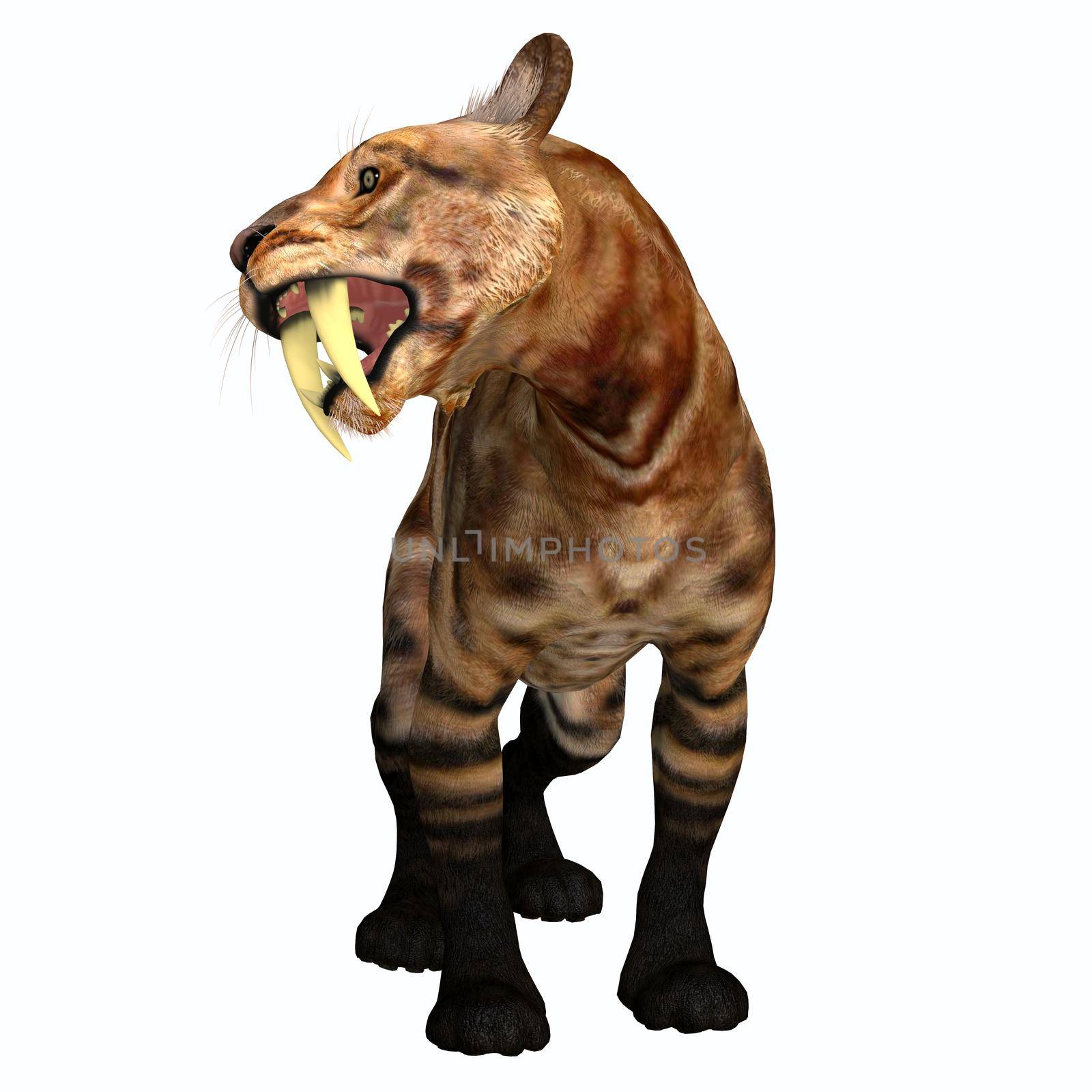 The Saber-tooth Tiger was a carnivorous cat that lived in North America during the Pleistocene, Eocene and Tertiary Periods.