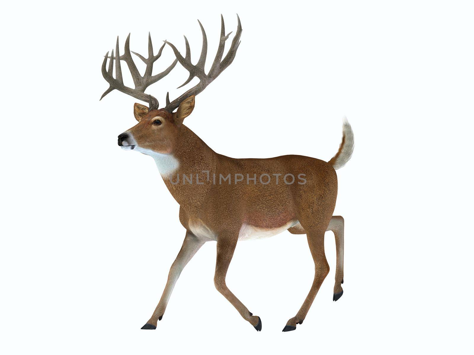 Whitetail Trophy Deer by Catmando