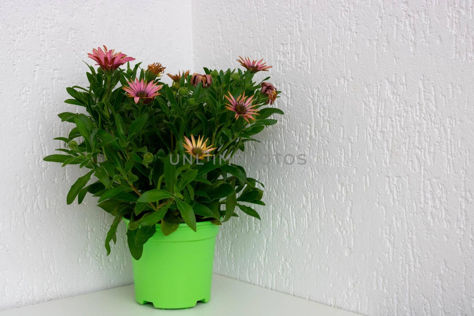 Gazania flower in a green pot on a white background. Space for text.