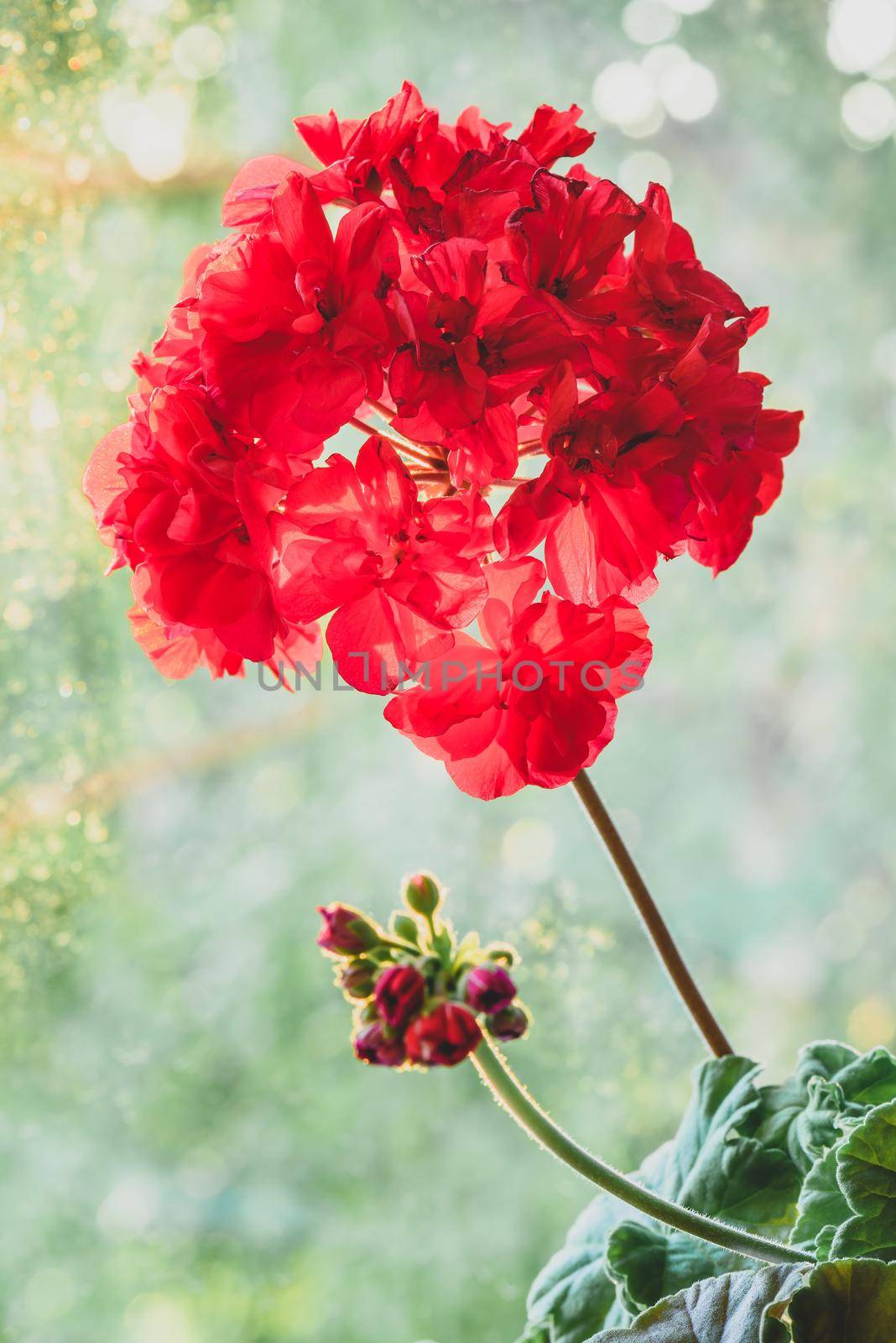 Red geranium flower in sunrise light on blurred background