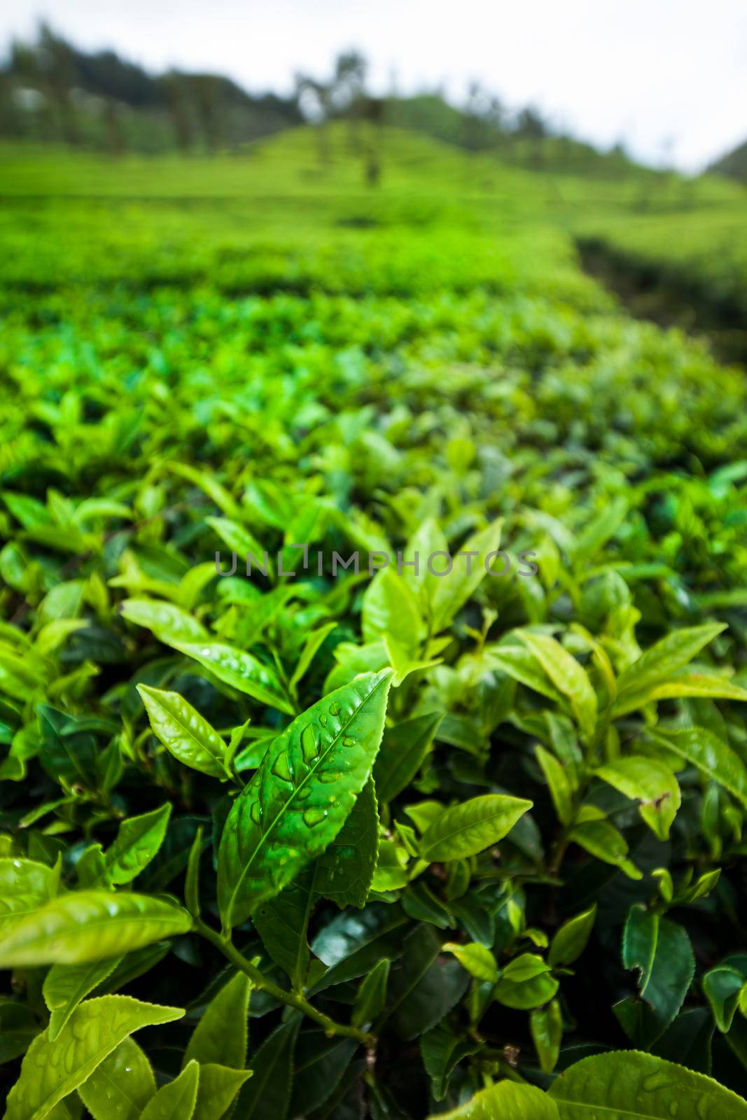 Asia, Sri lanka. Beautiful fresh green tea plantation