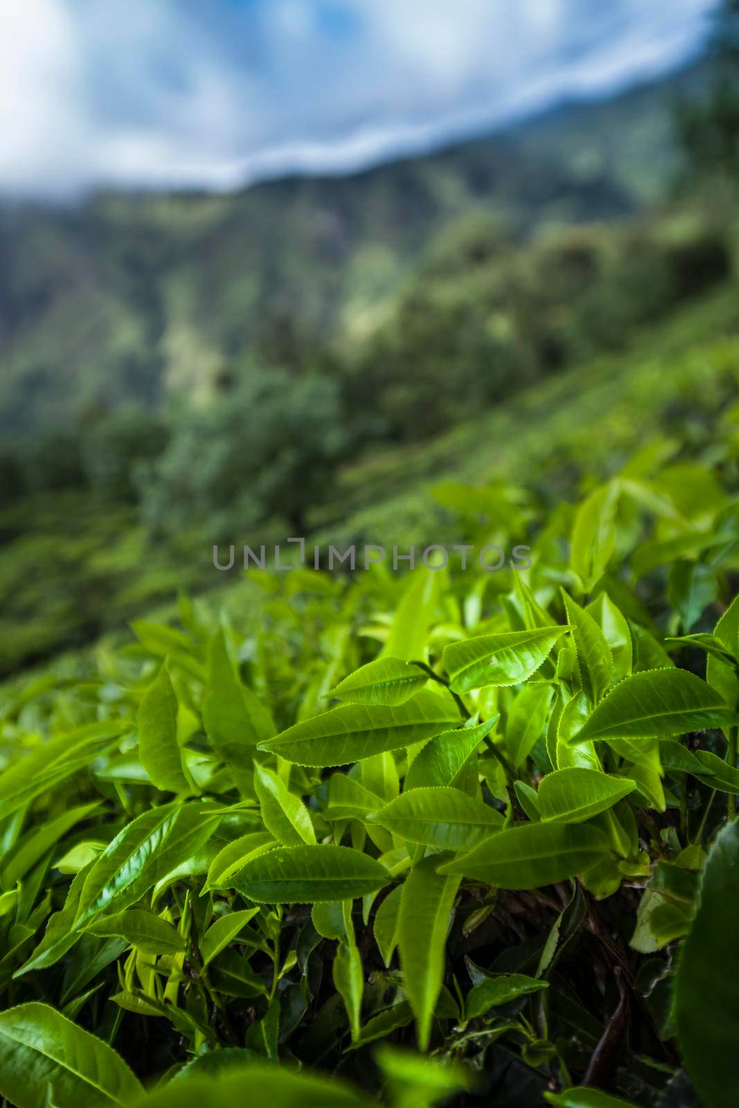 Sri lanka, Asia, Beautiful fresh green tea plantation