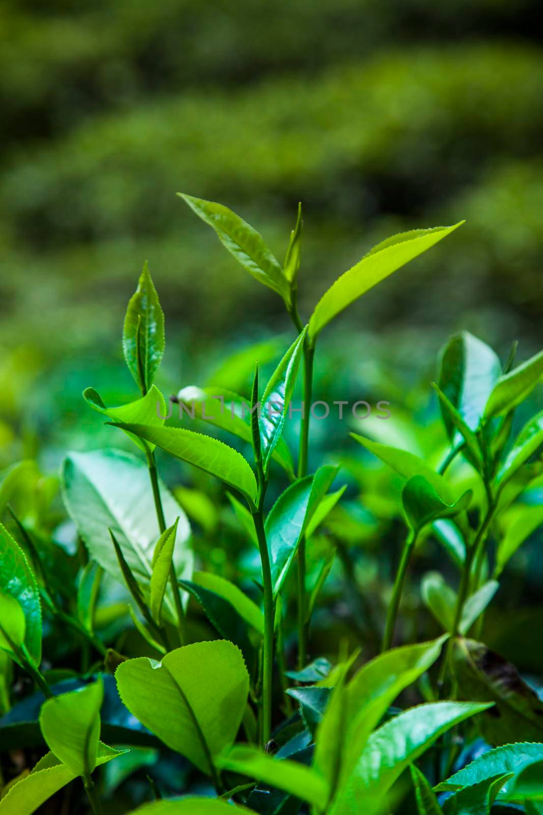 Sri lanka, Asia, Beautiful fresh green tea plantation