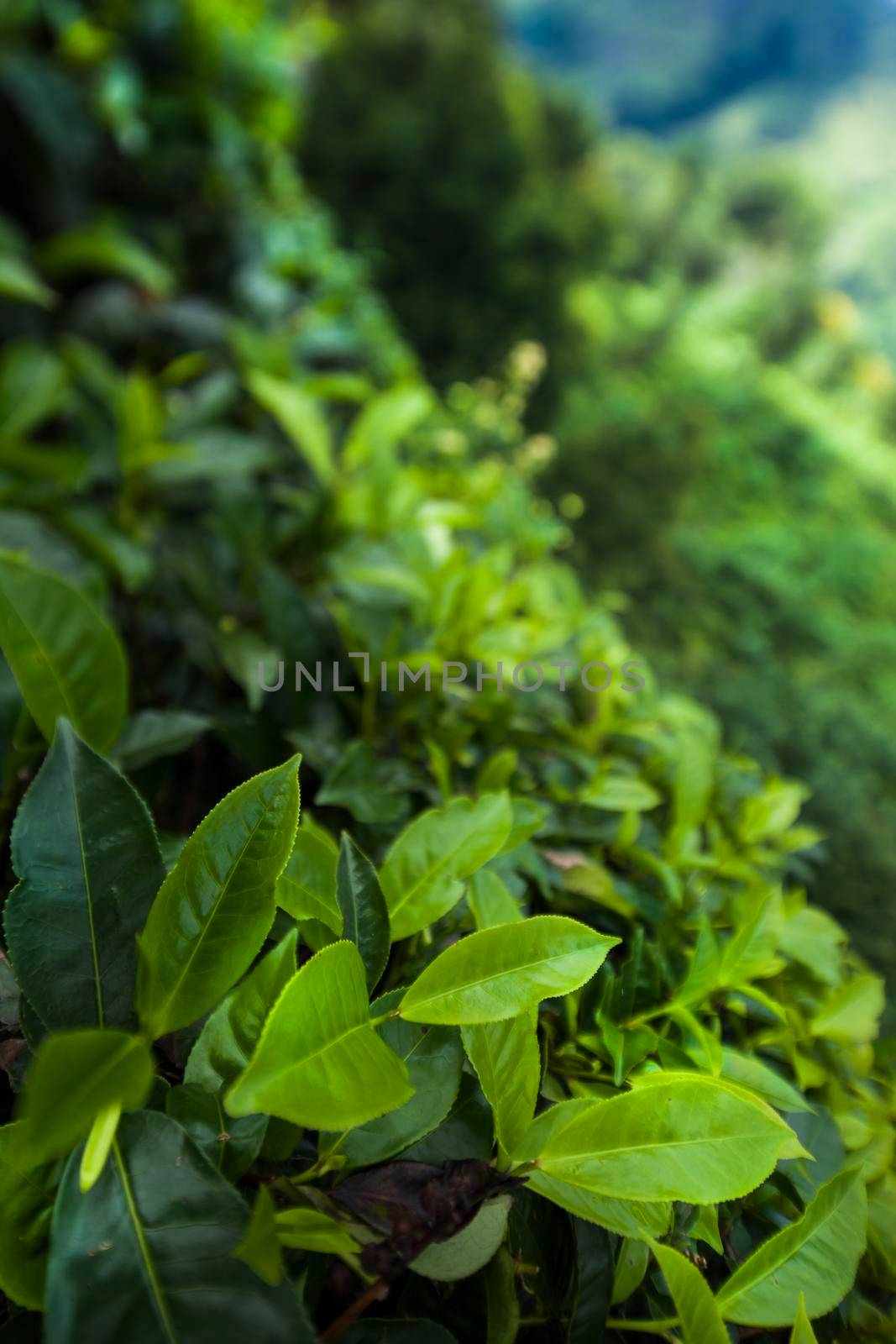 Sri lanka, Asia, Beautiful fresh green tea plantation