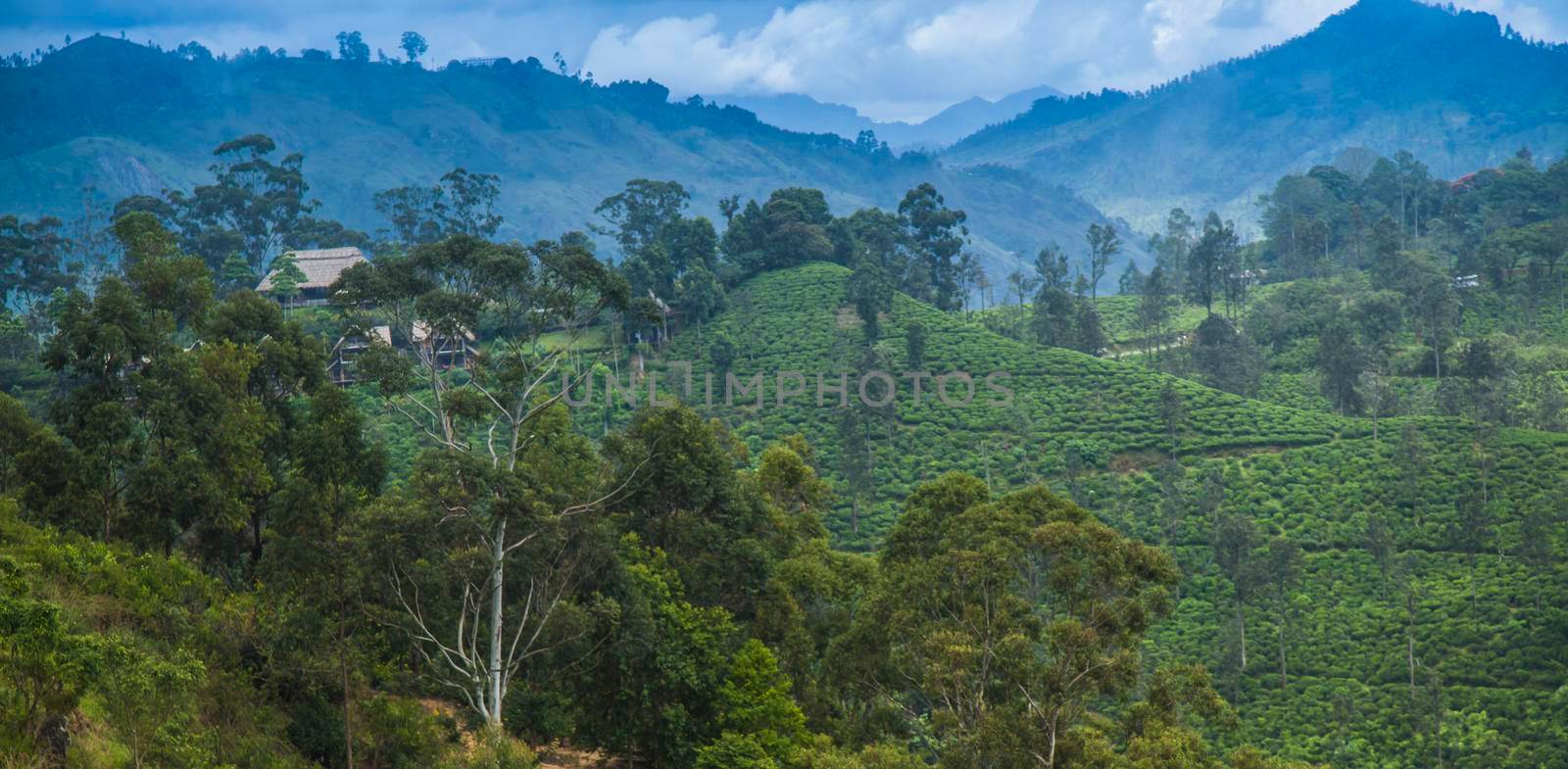 Fresh green tea plantation at Sri lanka by JanPietruszka