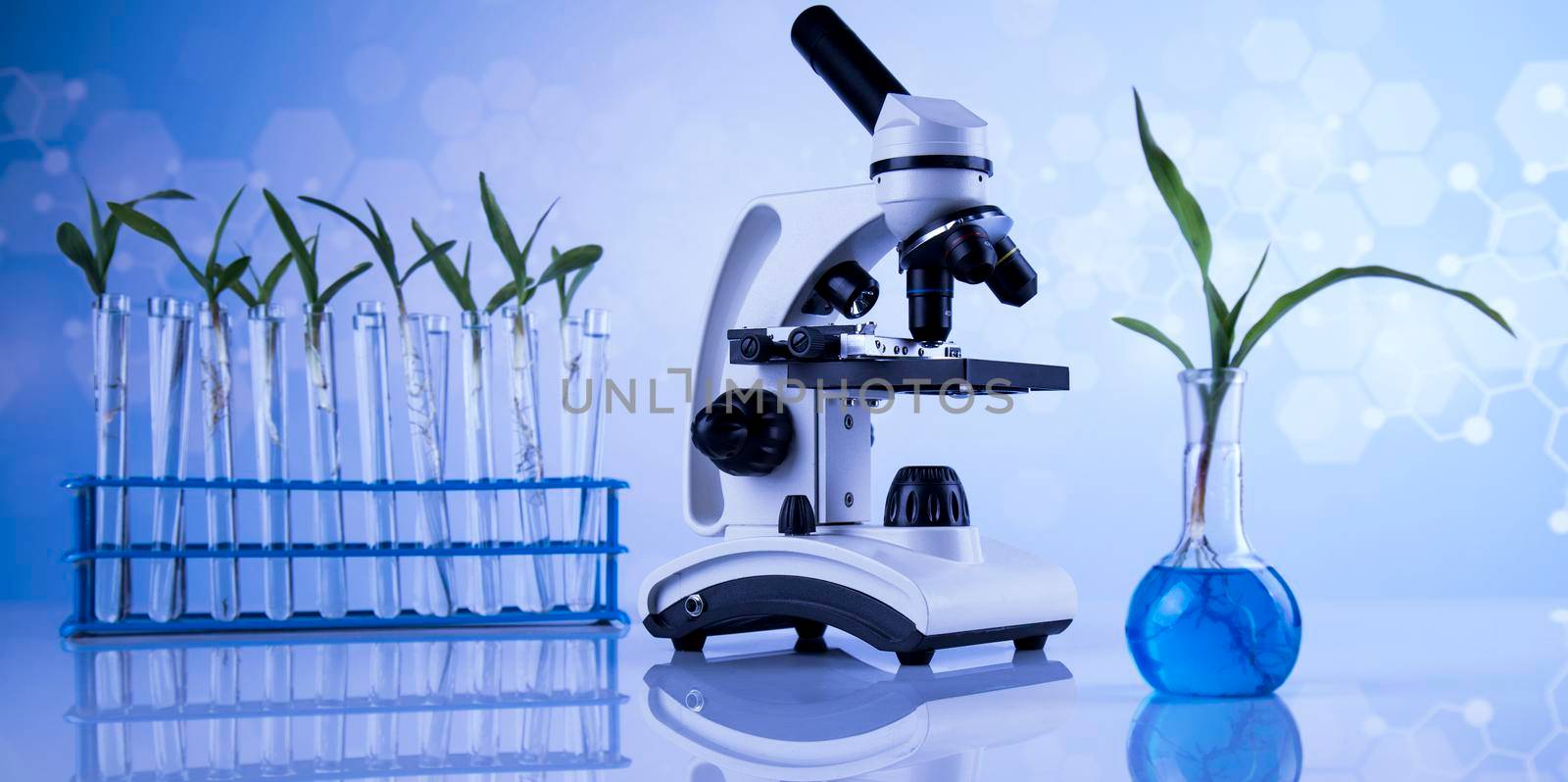 Laboratory glassware, genetically modified plant  by JanPietruszka