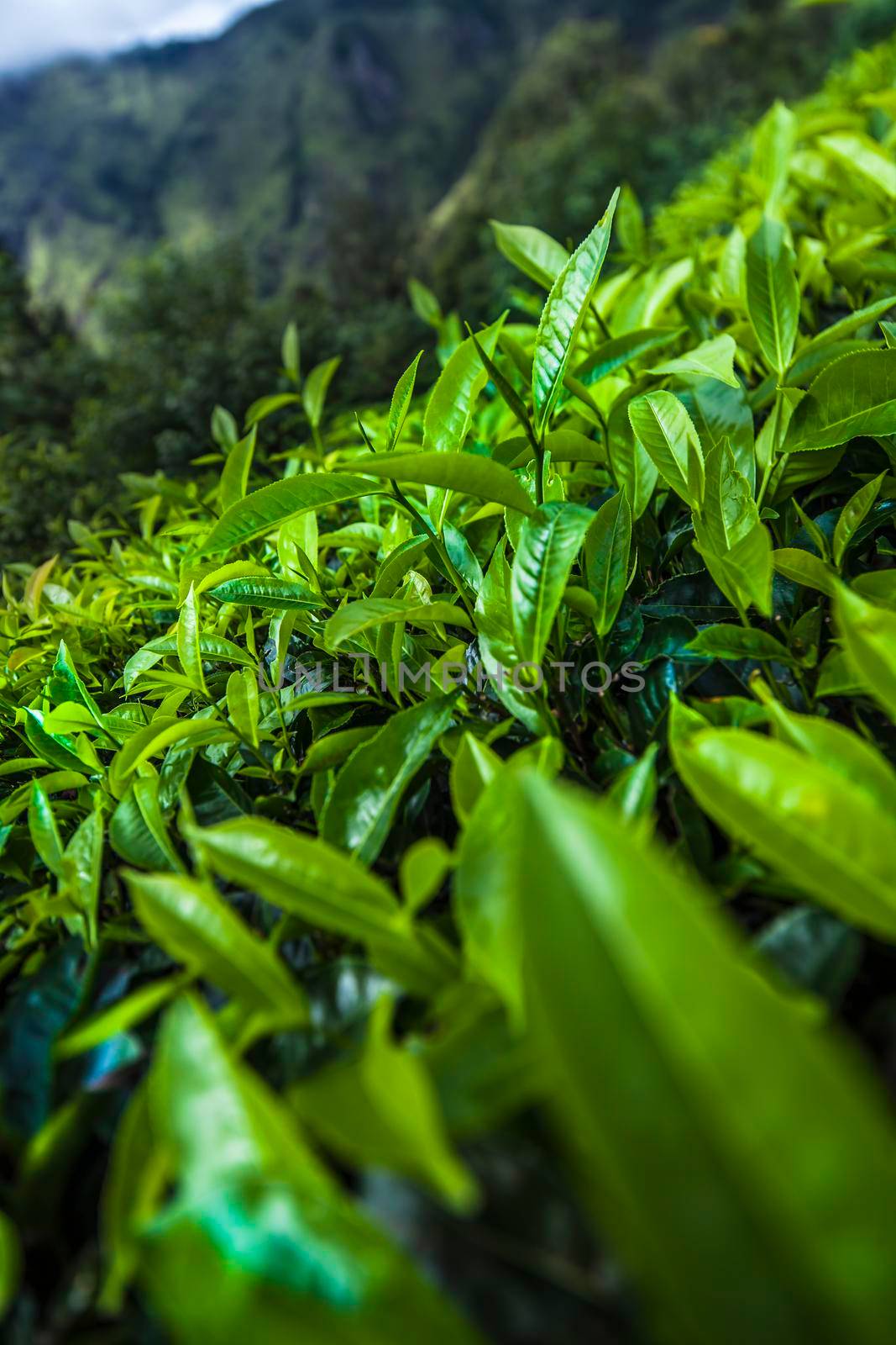 Sri lanka, Asia, Beautiful fresh green tea plantation