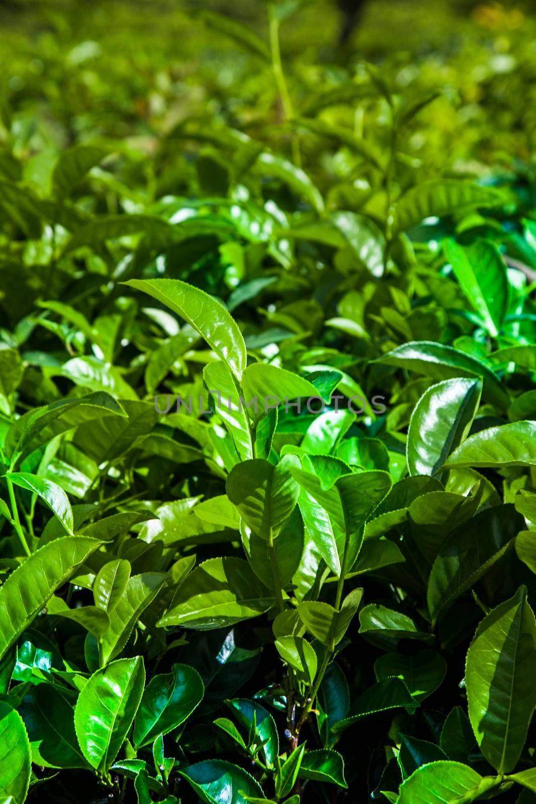 Close up of fresh tea leaves