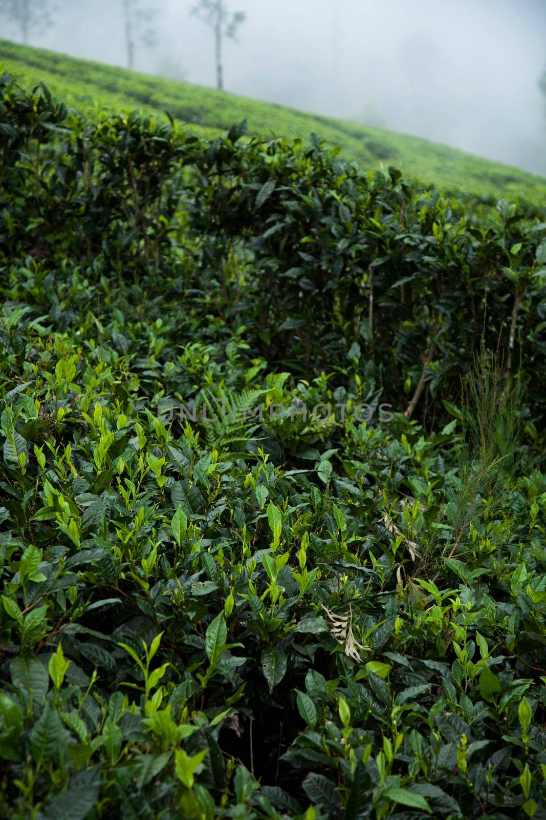 Fresh green tea plantation at Sri lanka