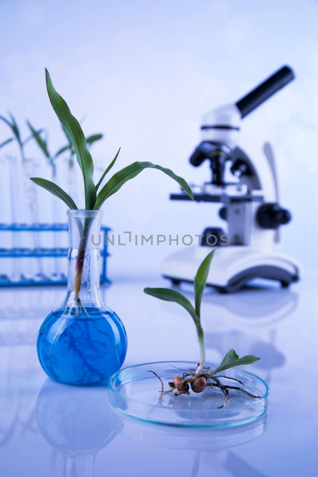 Microscope, Chemical laboratory glassware, Genetically modified plant