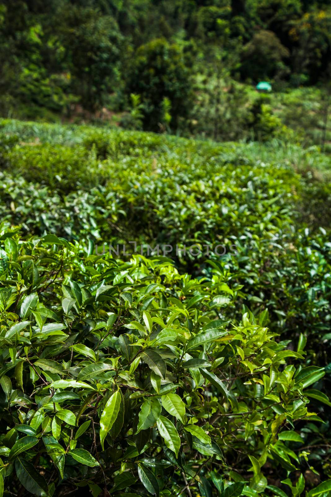 Sri lanka, Asia, Beautiful fresh green tea plantation  by JanPietruszka