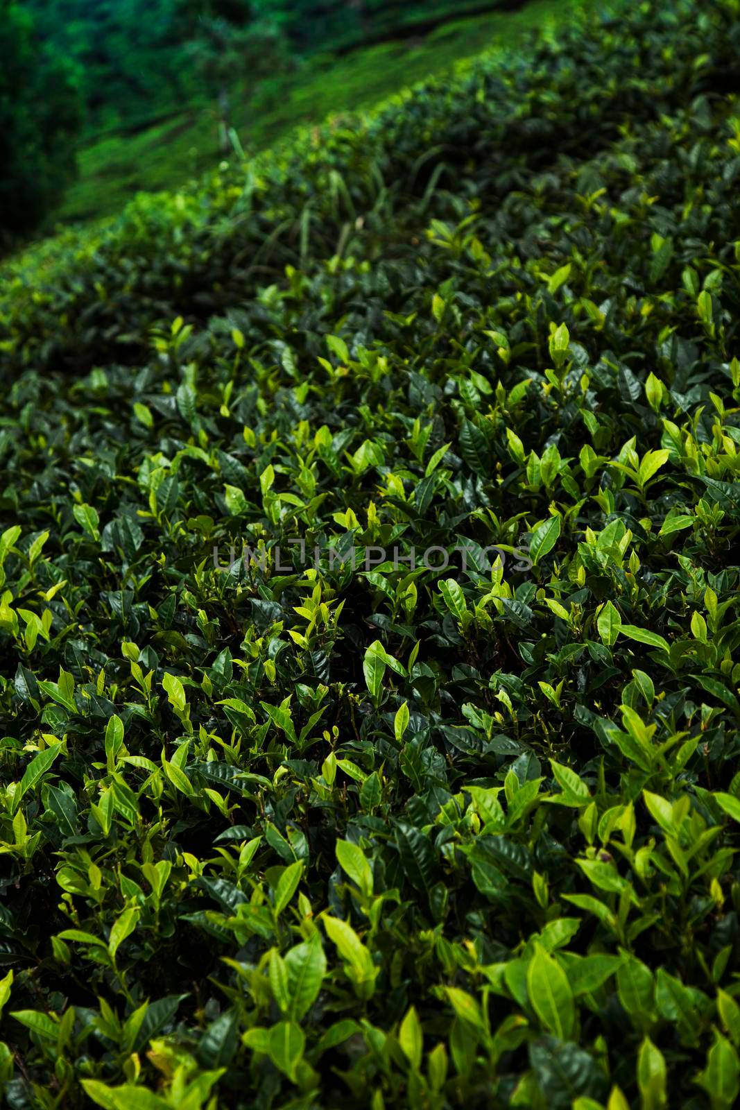 Field of green tea plantation by JanPietruszka