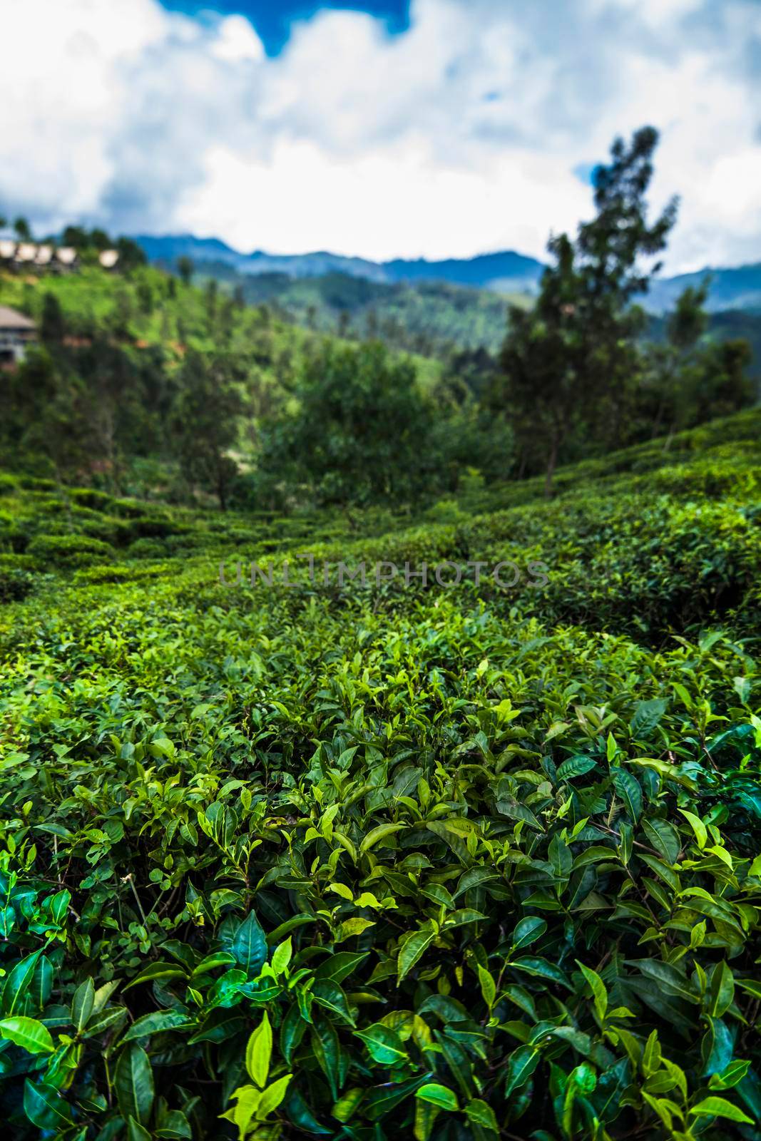 Beautiful fresh green tea plantation  by JanPietruszka