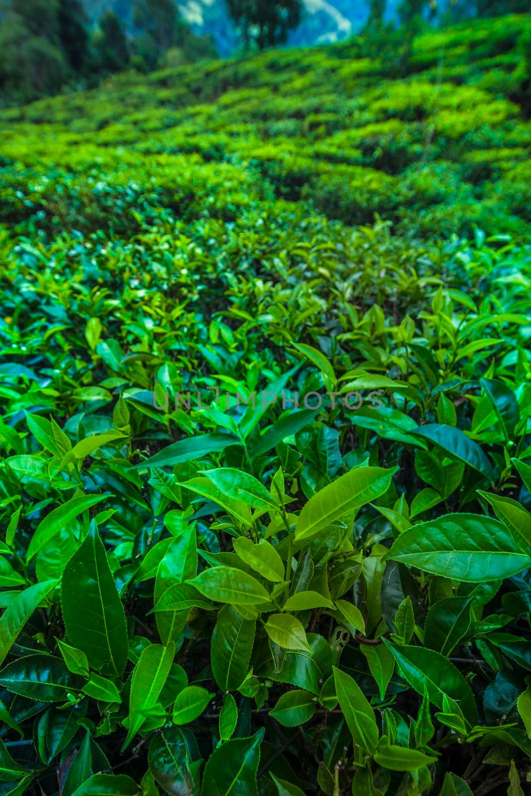 Beautiful fresh green tea plantation  by JanPietruszka