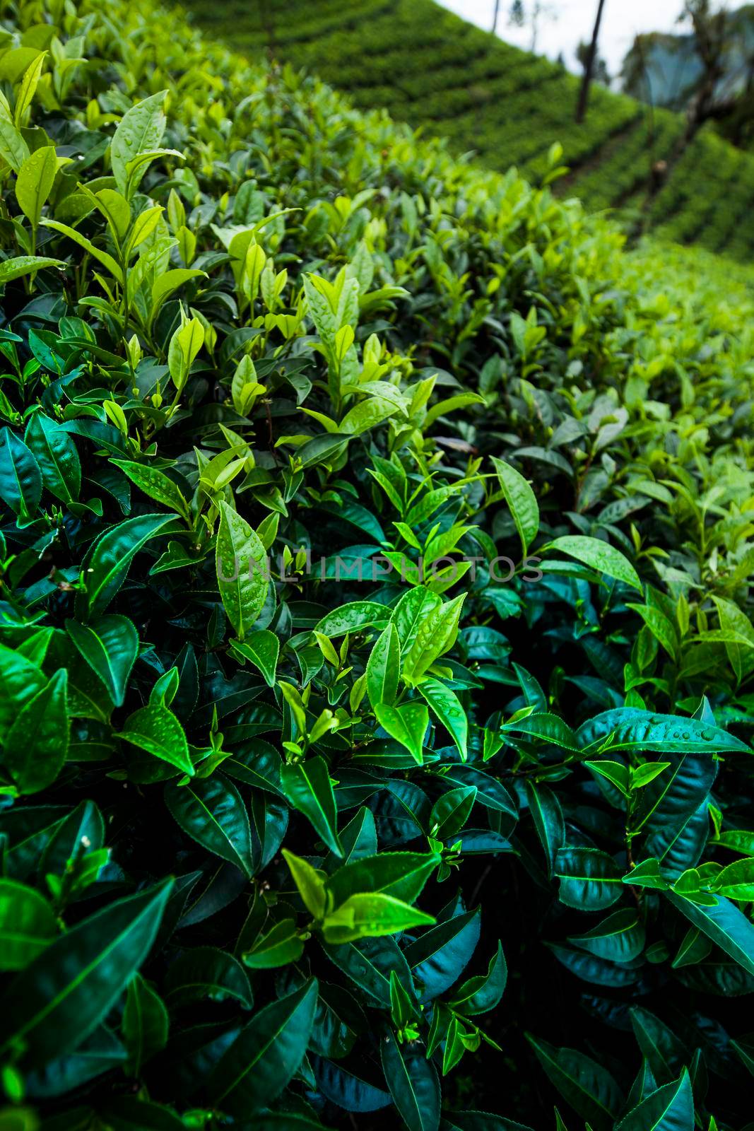 Close up of fresh tea leaves