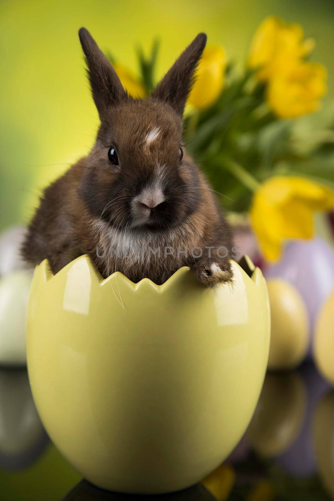 Little bunny, happy easter background