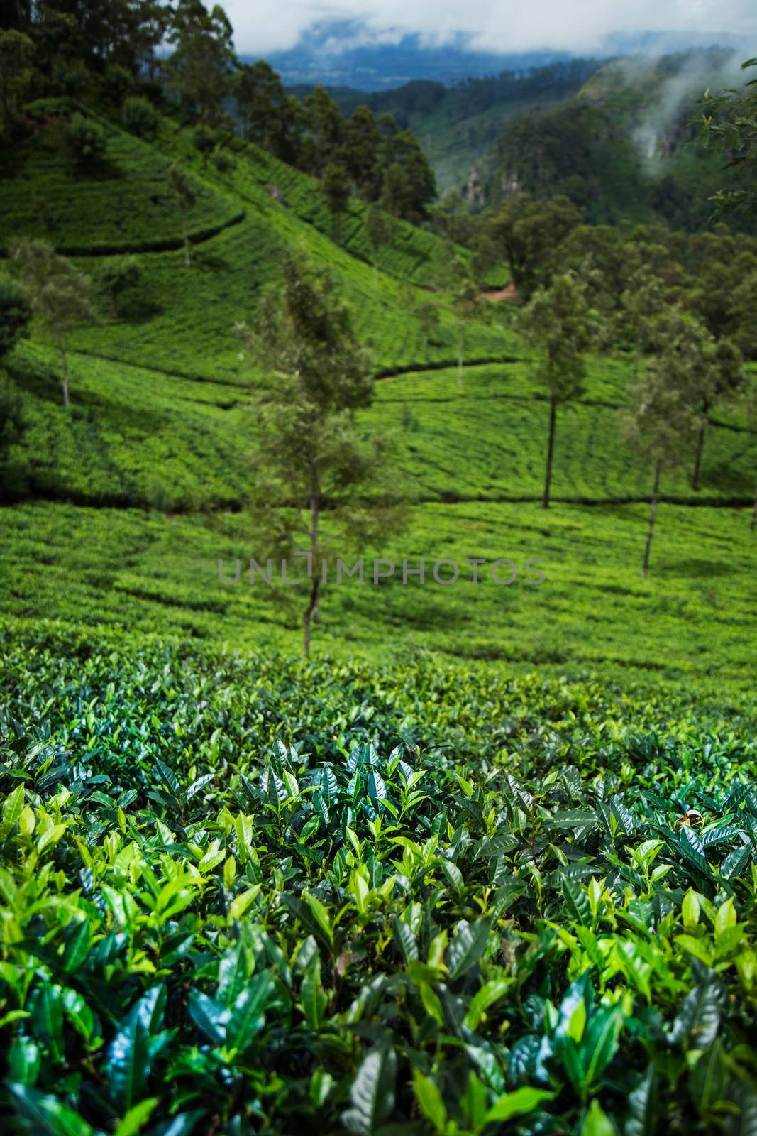 Field of green tea plantation by JanPietruszka