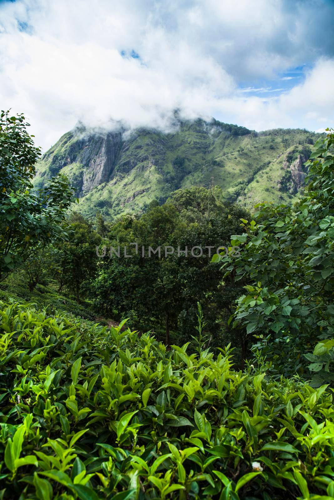 Sri lanka, Asia, Beautiful fresh green tea plantation