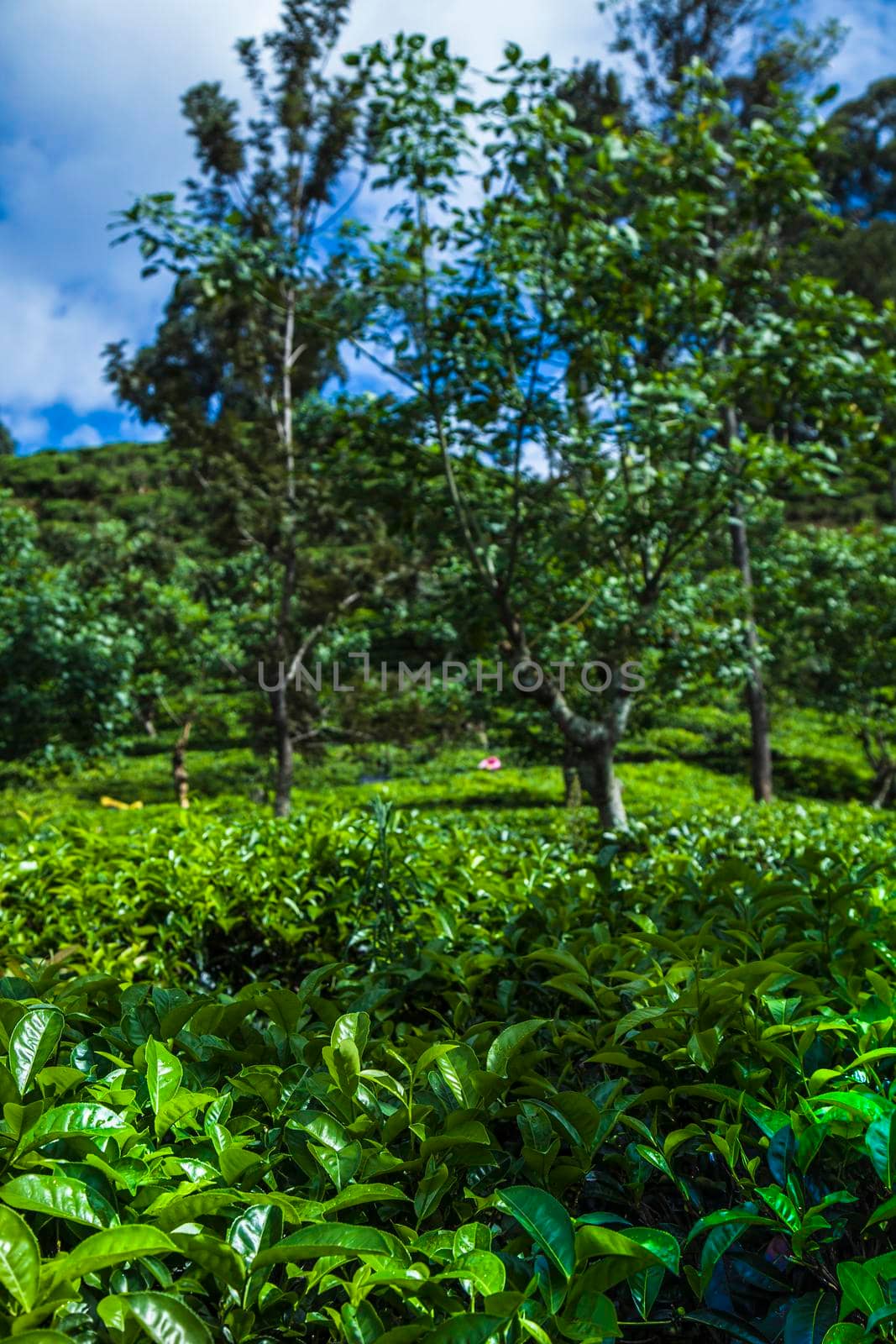 Asia, Sri lanka. Beautiful fresh green tea plantation  by JanPietruszka