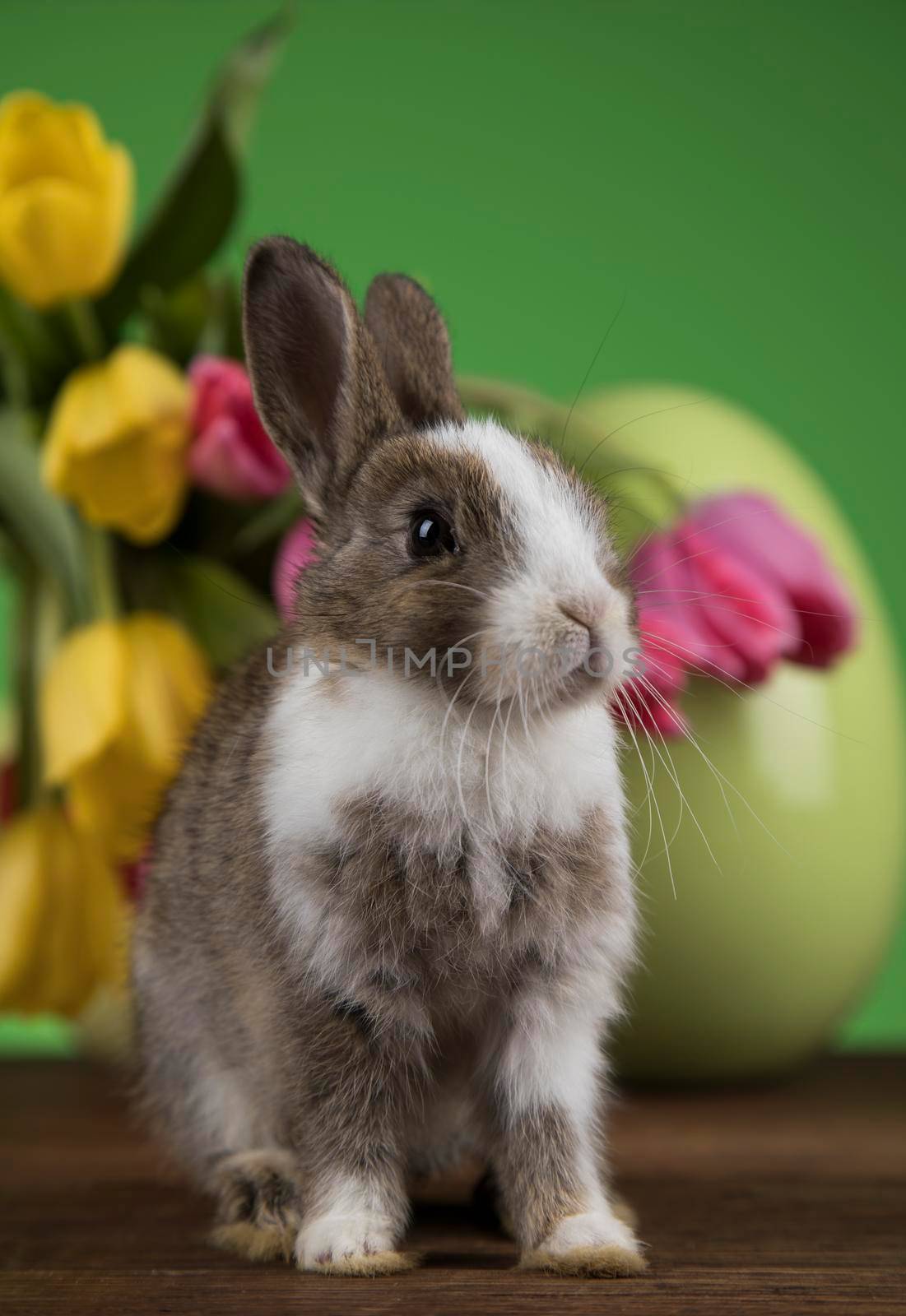 Bunny, rabbit and easter egg by JanPietruszka