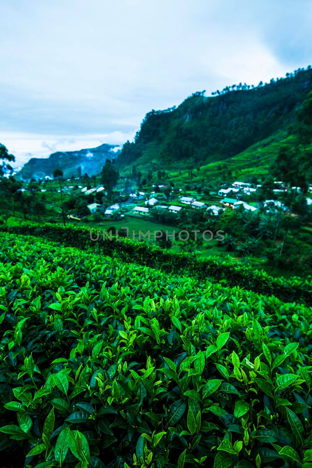 Field tea asia, sri lanka by JanPietruszka