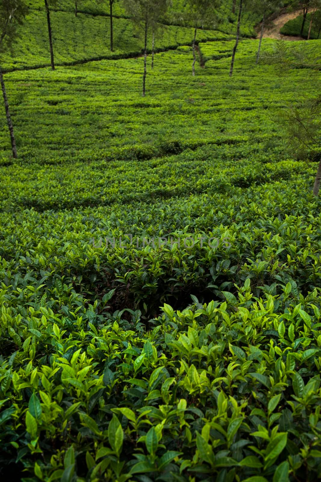 Asia, Sri lanka. Beautiful fresh green tea plantation  by JanPietruszka
