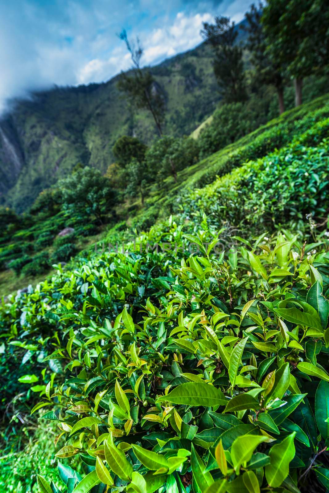 Fresh green tea plantation at Sri lanka by JanPietruszka