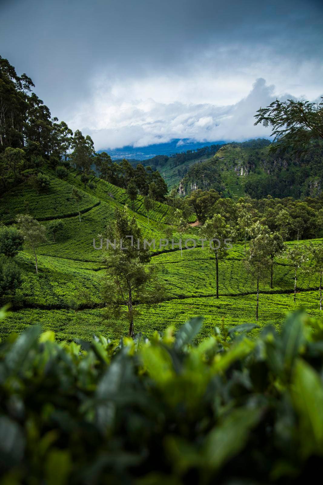 Fresh green tea plantation at Sri lanka