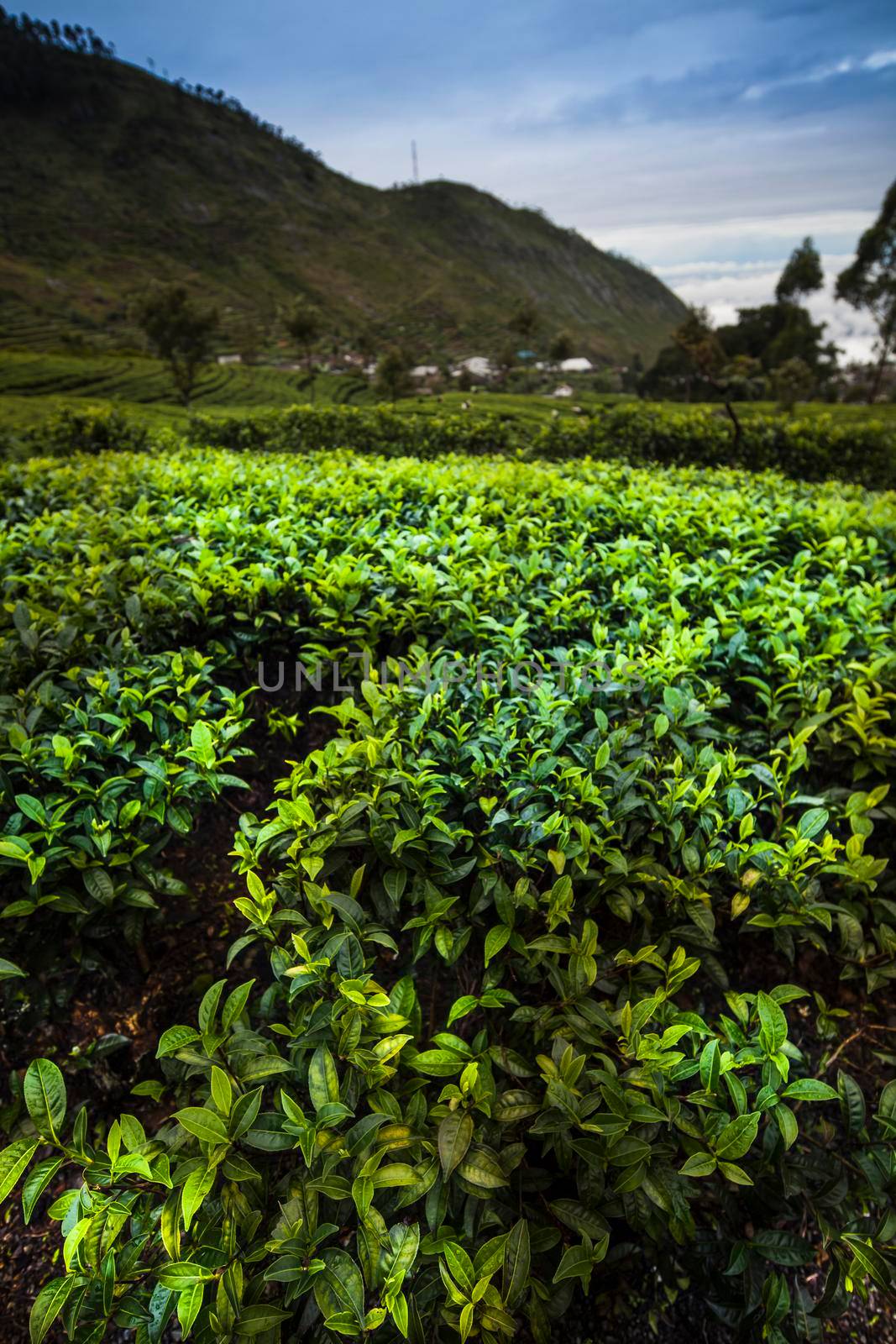 Beautiful fresh green tea plantation  by JanPietruszka