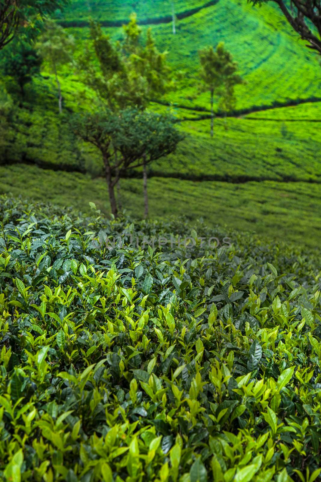 Field of green tea plantation by JanPietruszka