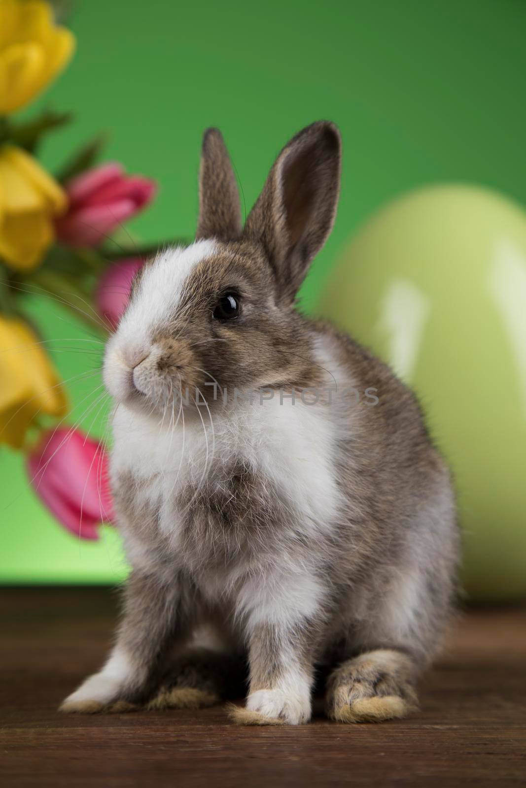 Bunny, rabbit and easter egg by JanPietruszka