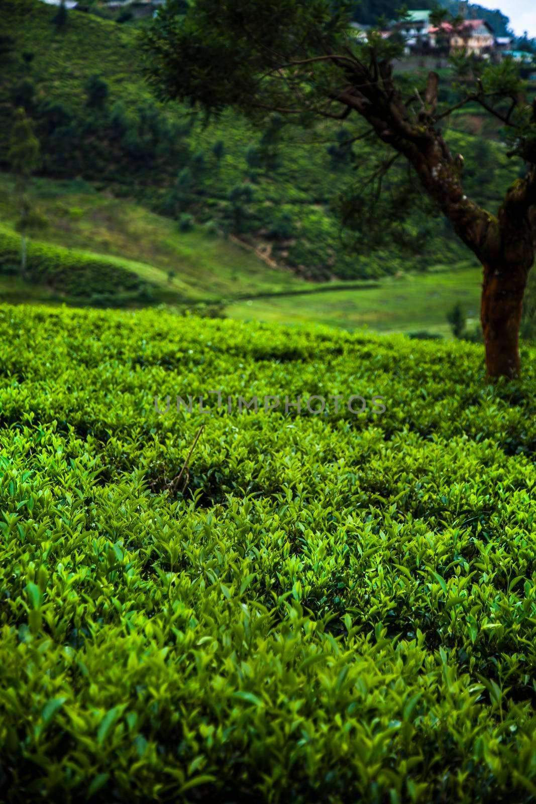 Field of green tea plantation