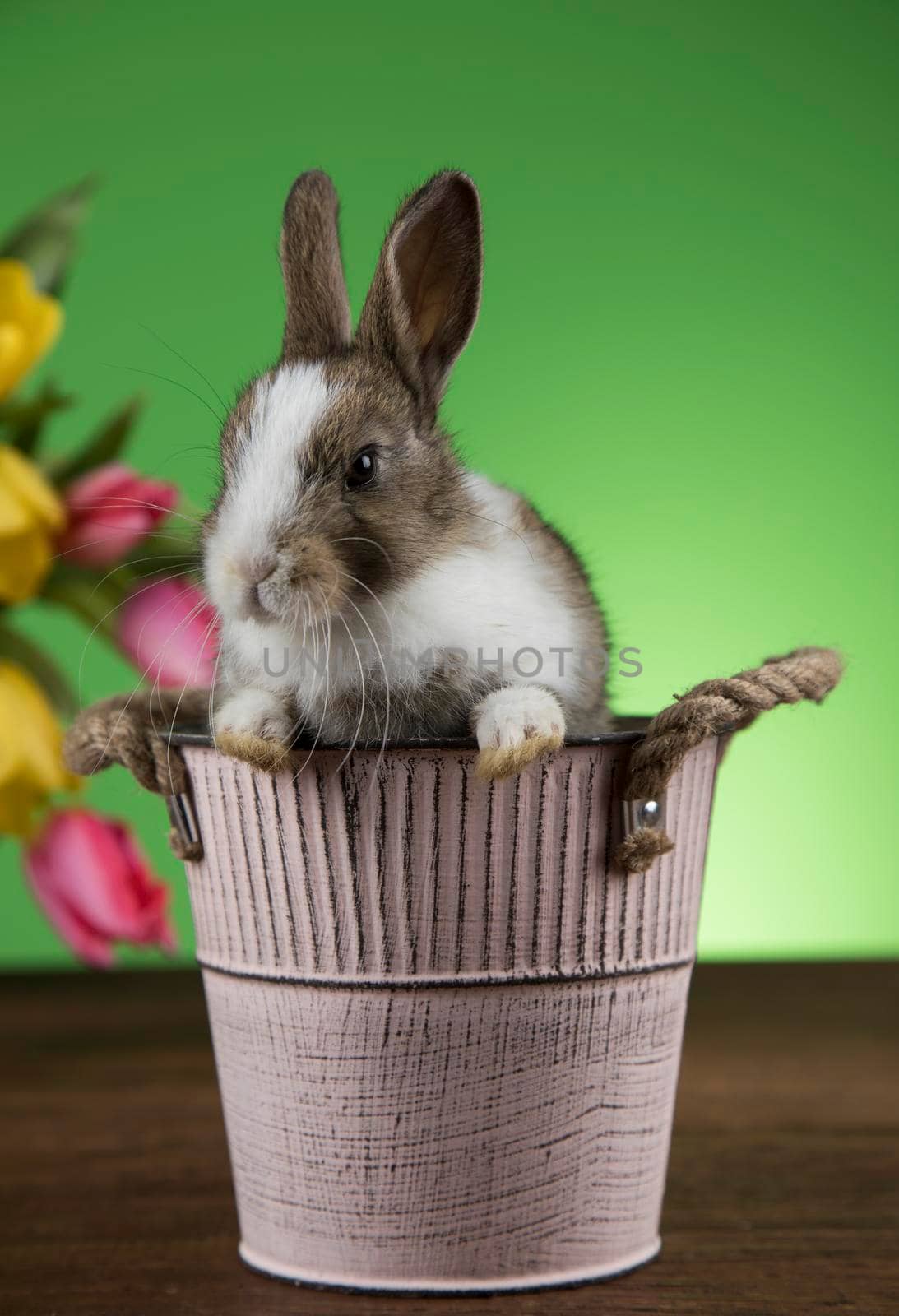 Spring baby bunny, happy easter background