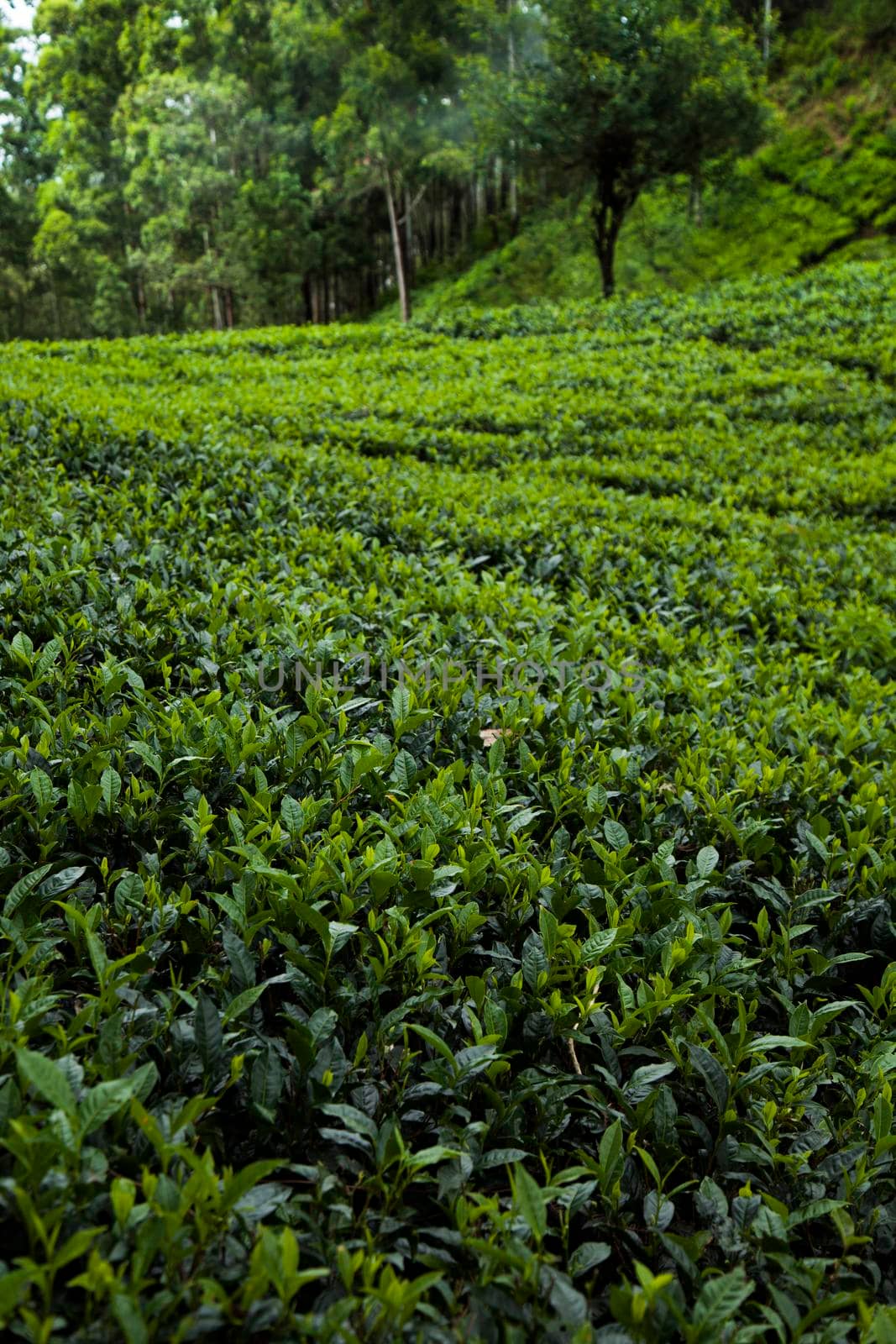 Sri lanka, Asia, Beautiful fresh green tea plantation