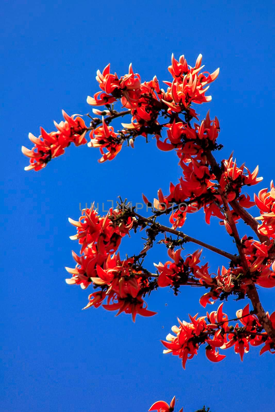 Bastard Teak in bouquets The flowers are red-orange. by Puripatt