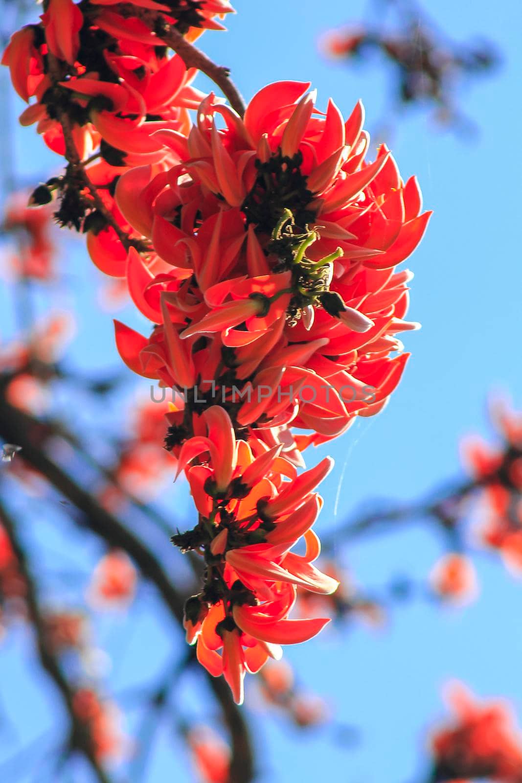 The red-orange Bastard Teak blooms in February every year.