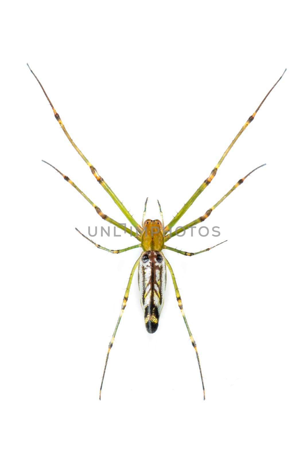 Image of Decorative Big-jawed Spider(Leucauge decorate) isolated on white background. Animal. Insect. by yod67