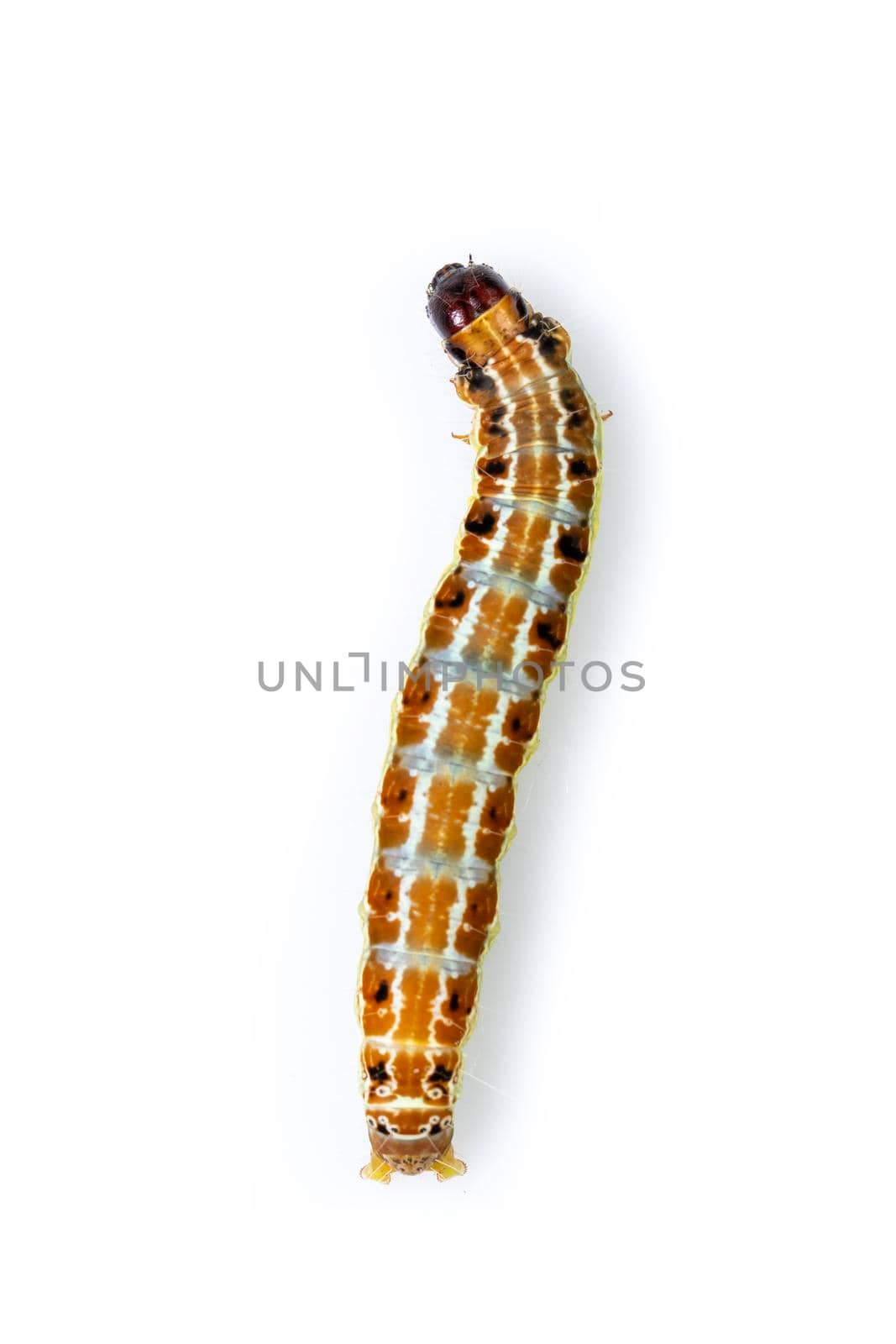 Image of brown pattern caterpillars isolated on white background. Animal. Insect.