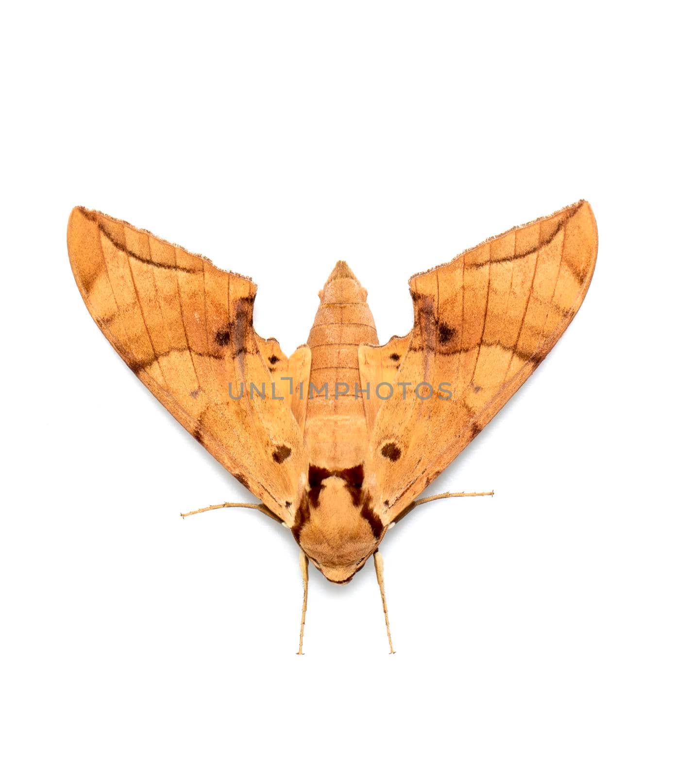 Image of brown moth (Ambulyx Iiturata) isolated on white background. Butterfly. Animal. Insect. by yod67
