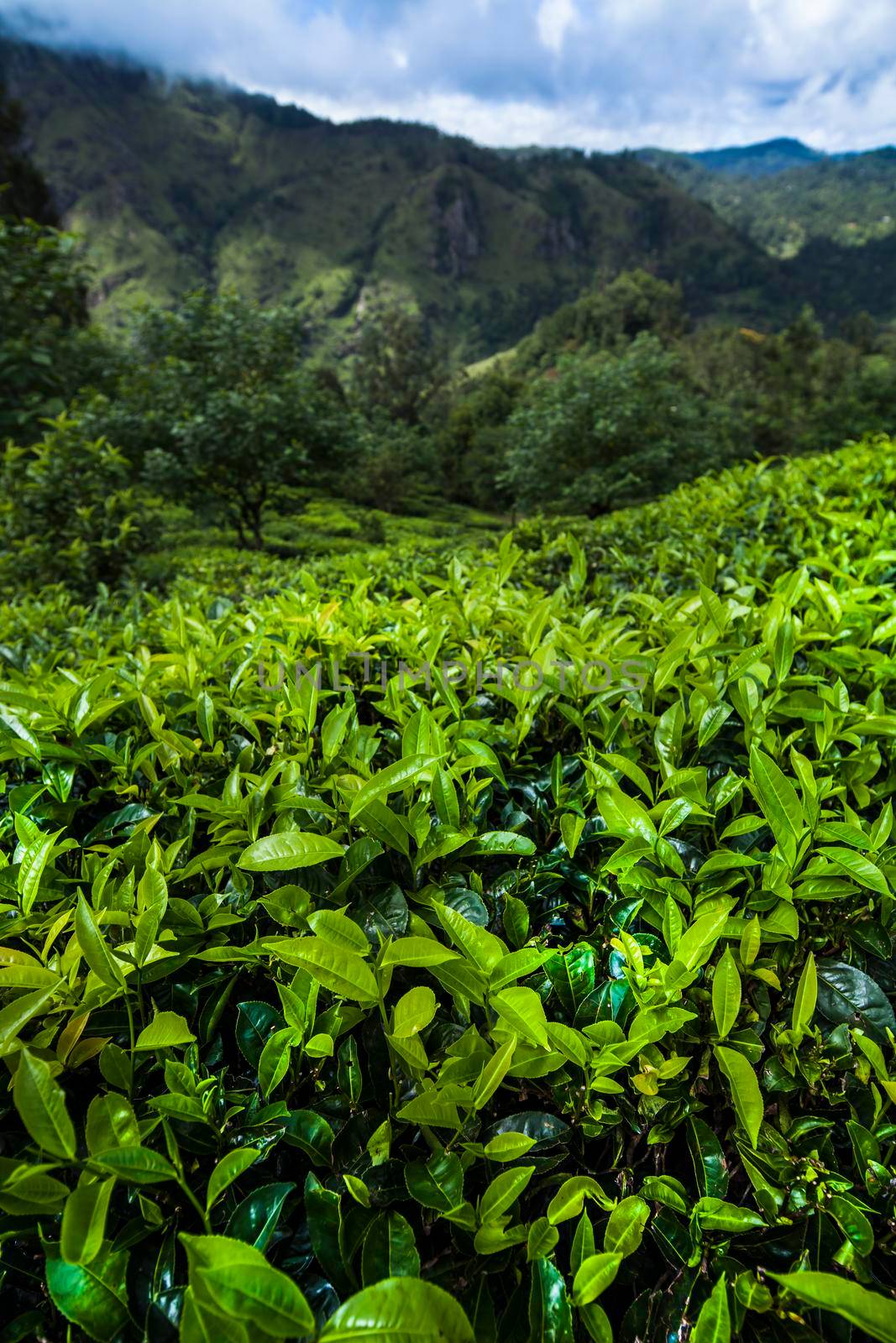 Sri lanka, Asia, Beautiful fresh green tea plantation  by JanPietruszka